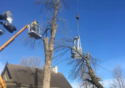 Élagage sécuritaire d’un arbre mature