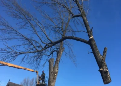 Élagage sécuritaire d’un arbre mature