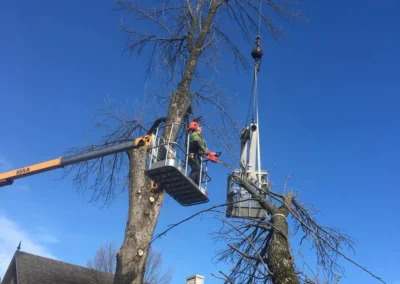 Élagage sécuritaire d’un arbre mature