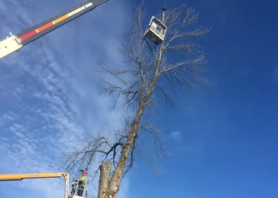 Élagage d’un arbre mature