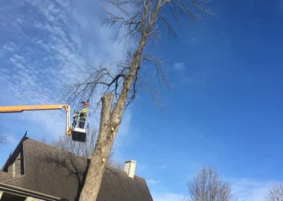 Élagage sécuritaire d’un arbre mature