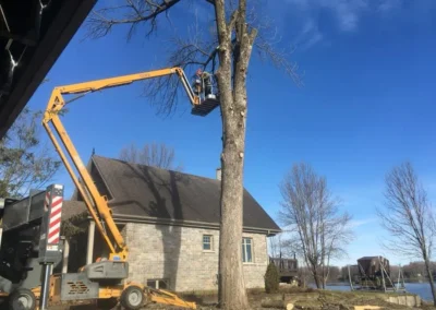 Élagage sécuritaire d’un arbre mature