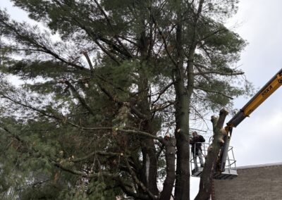 Émondage d’un arbre par Émondage Thibeault à Drummondville